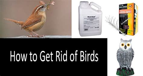 How To Get Rid Of Birds On A How To Get Rid Of Birds On Your Balcony - How To Get Rid Of Birds On Your Balcony