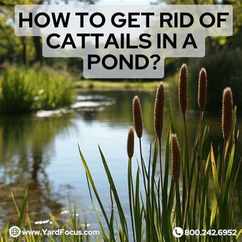 how to get rid of cattails in my pond
