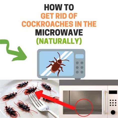 how to get rid of cockroaches in the microwave