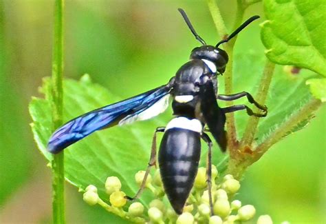 how to get rid of four toothed mason wasp