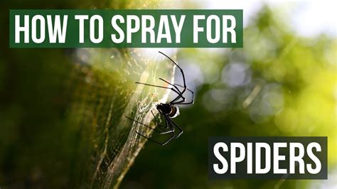 how to get rid of parson spider - thibaut-de-lafforest.com