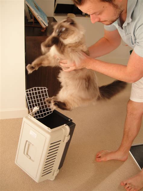 how to get scared cat in carrier