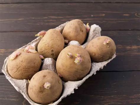 how to get seed potatoes to sprout