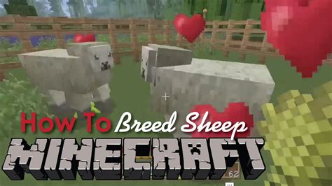 how to get sheep in minecraft
