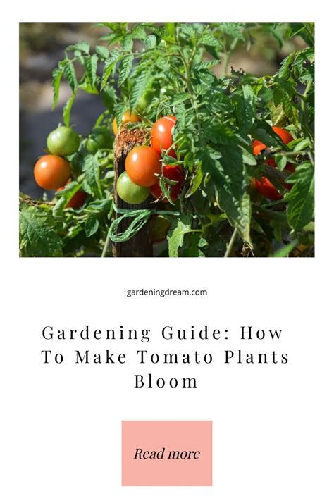 how to get tomato plants to bloom