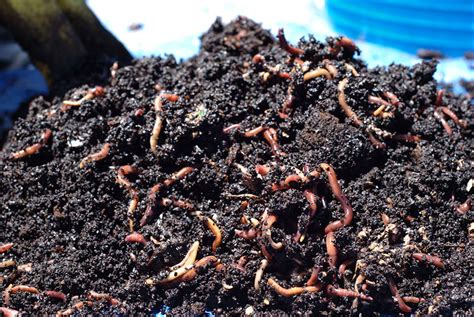 how to get worms in your compost