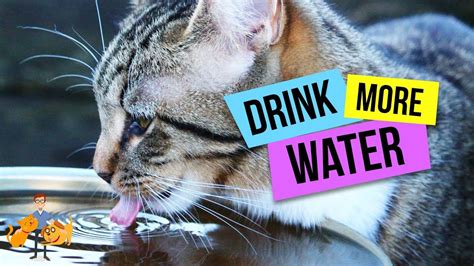 how to get your cat to drink