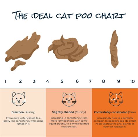 how to get your cat to poop