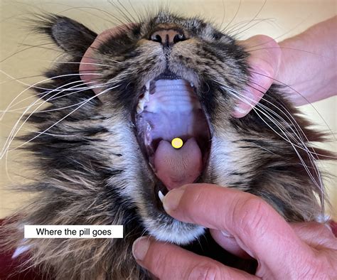 how to give cat pill in butter