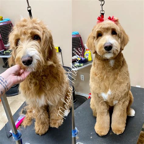 how arrangement groom australian labradoodle
