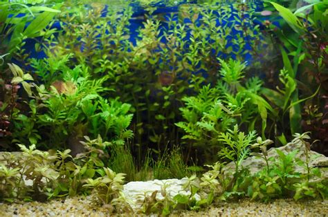 how to grow algae for fish