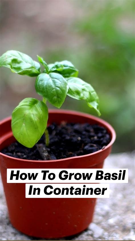 how to grow basil in a container
