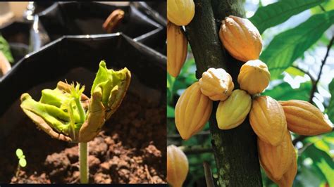 how to grow cacao