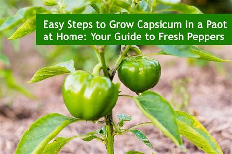 how to grow capsicum in a pot