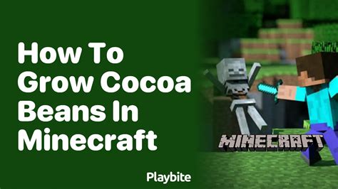 how to grow cocoa in minecraft