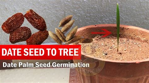 how to grow date trees from seeds