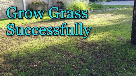 how to grow grass in summer