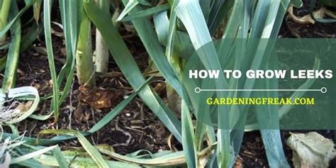 how to grow leeks : Tips and detail guide - Gardening Freak