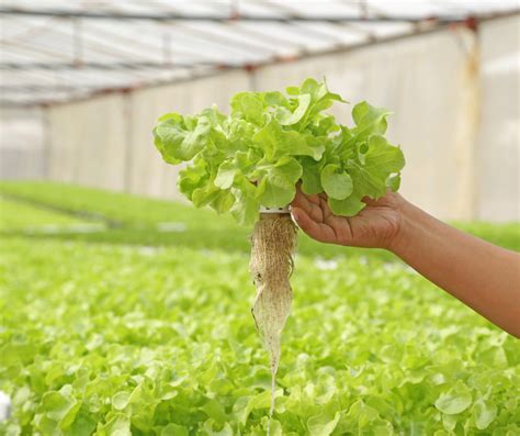 how to grow lettuce in hydroponics