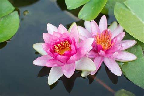 How To Grow Lotus Flowers At Home With Where Can I Buy Blue Lotus Flowers - Where Can I Buy Blue Lotus Flowers