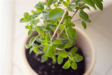 how to grow marjoram in a pot