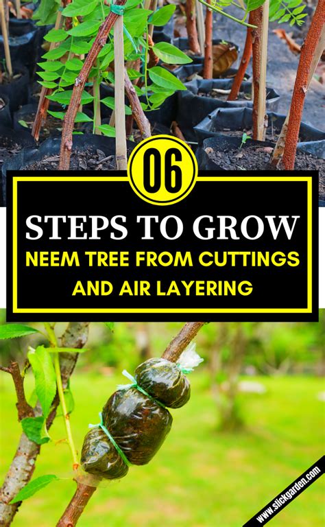 how to grow neem tree from branch