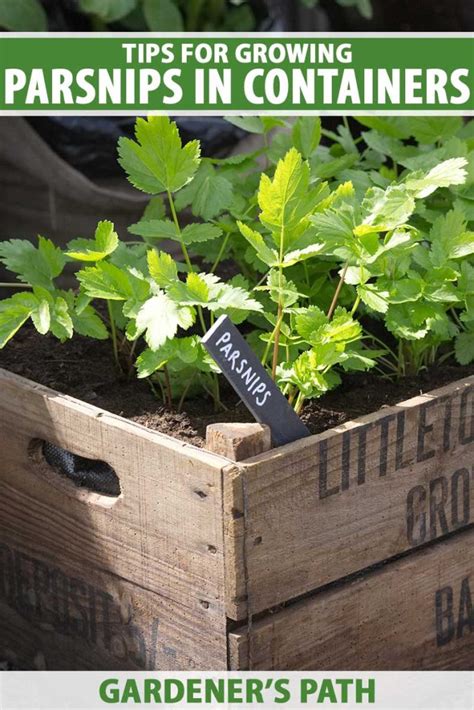 how to grow parsnips in containers