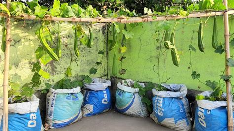 how to grow ridge gourd on terrace in kannada #kannada