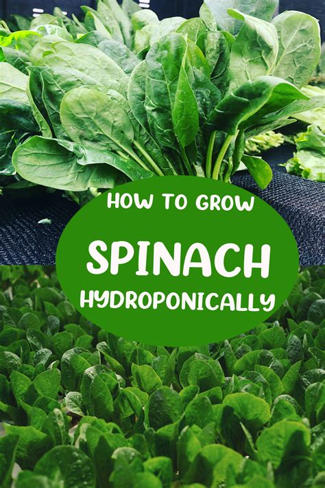 how to grow spinach hydroponically