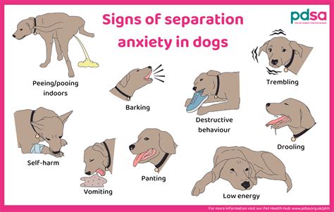how to handle separation anxiety in dogs