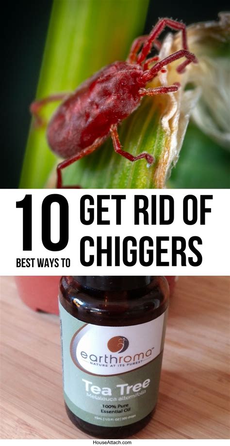 how to heal chiggers
