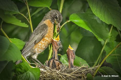 how to help a baby robin