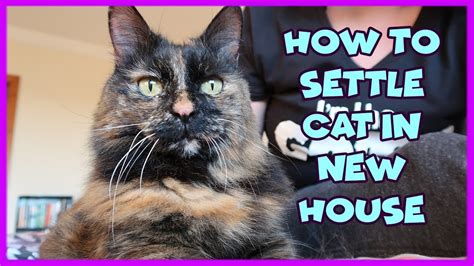 how to help new cat settle in