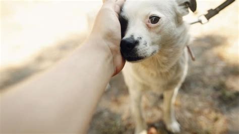 how to help timid dogs