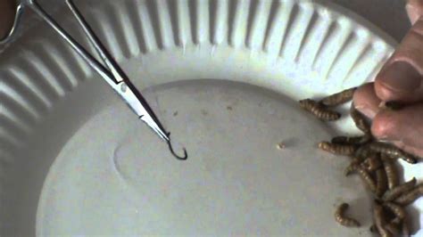 how to hook a wax worm