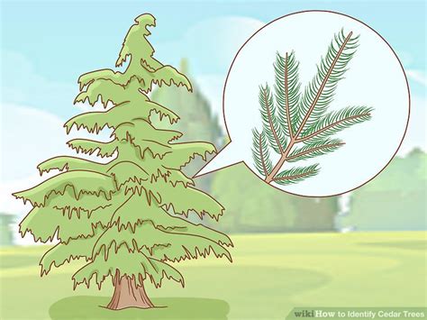 how to identify cedar trees