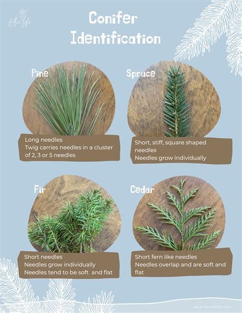how reveal identify cedar trees
