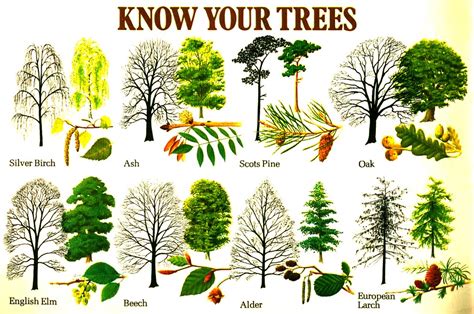 how to identify different trees