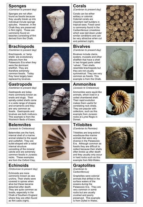 how to identify fossils in rocks