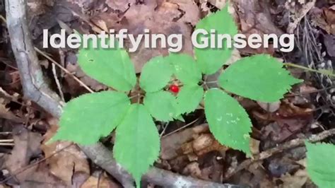 how to identify ginseng in spring