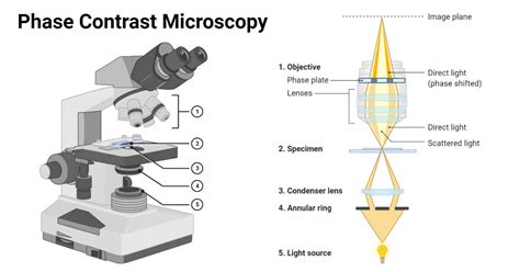 how to increase contrast in microscope