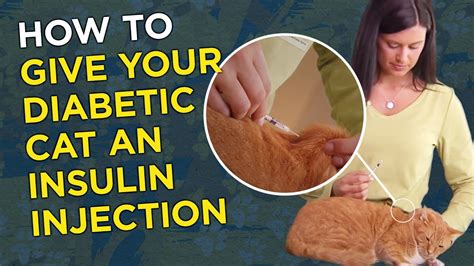 how to inject insulin in a cat