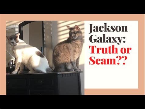 how to introduce cats jackson galaxy spirit