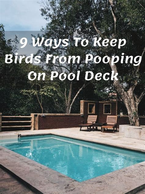 how to keep birds from pooping in pool