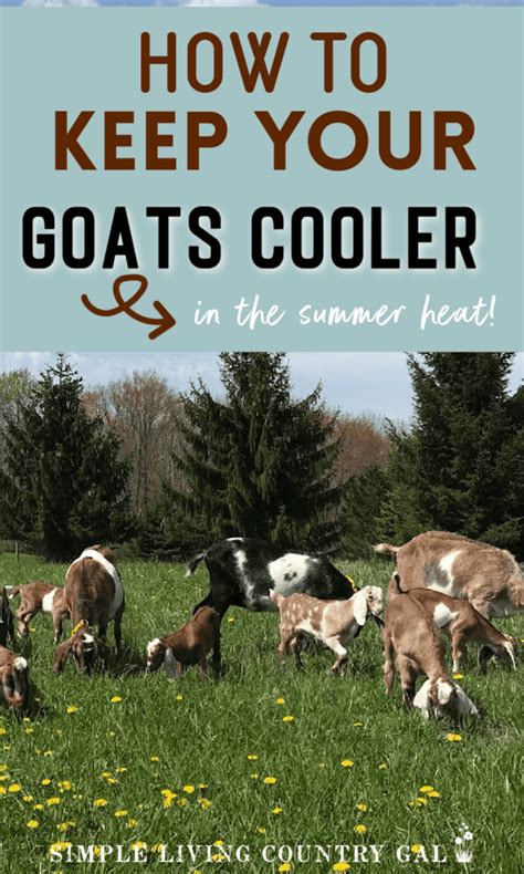 how to keep goats cool in summer