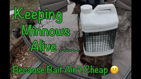 how to detain minnows alive rejoinder winter