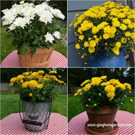 how to keep potted mums