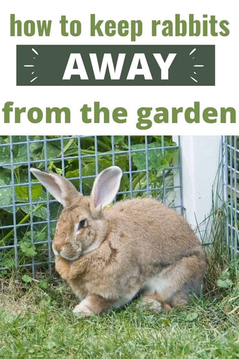 How To Keep Rabbits Out Of Garden With Rabbit Proof Fence For Garden - Rabbit Proof Fence For Garden