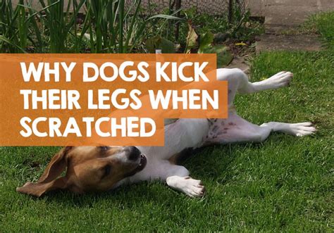how to kick my dogs feet