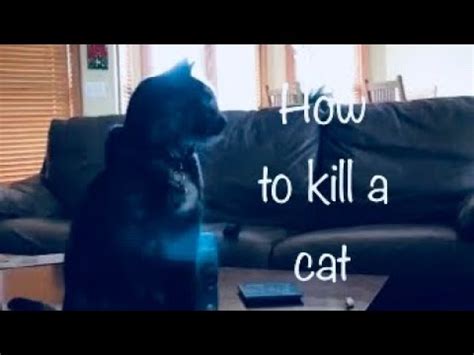 how to kill a cat at home